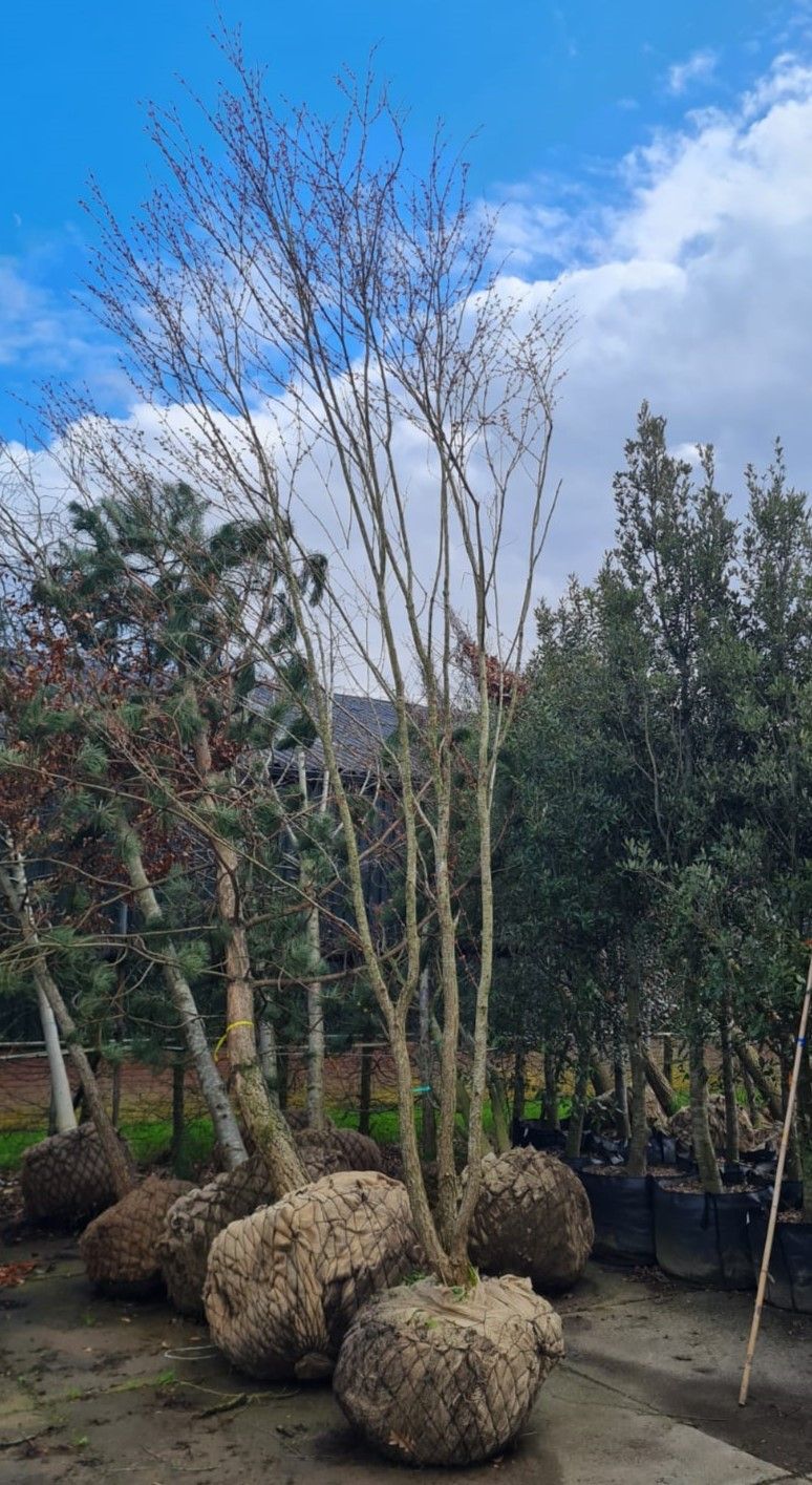 katsuraboom-meerstammig Volwassen Katsuraboom | Meerstammig