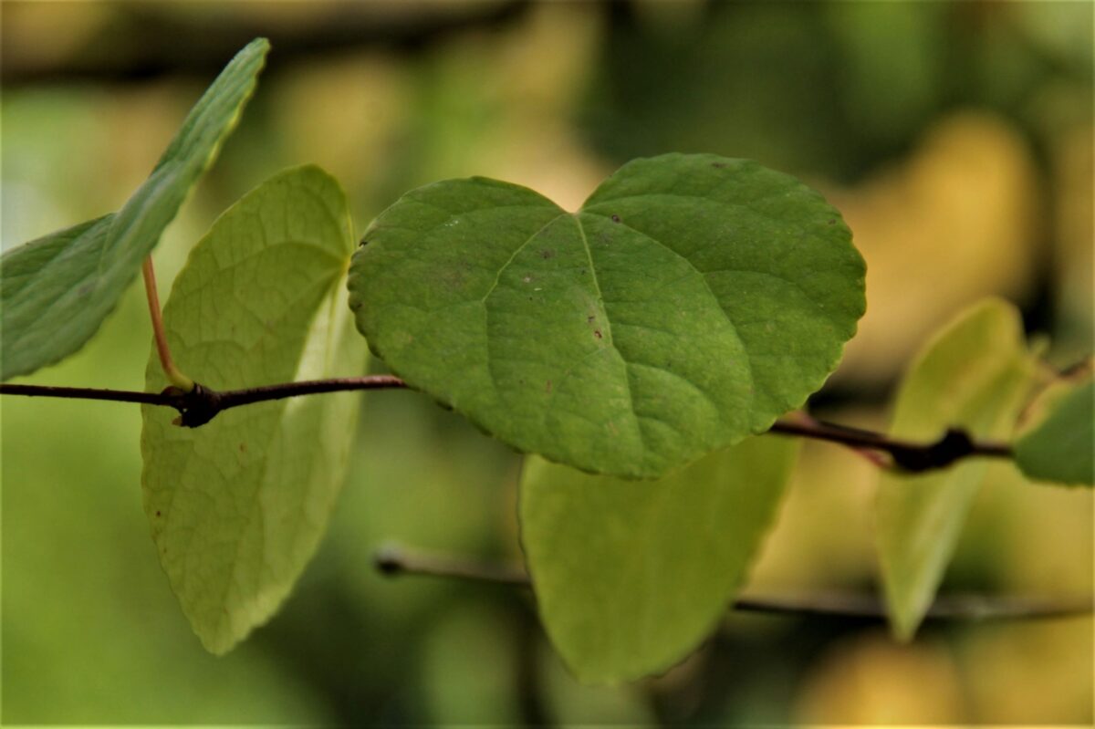 Jonge Katsuraboom | Meerstammig