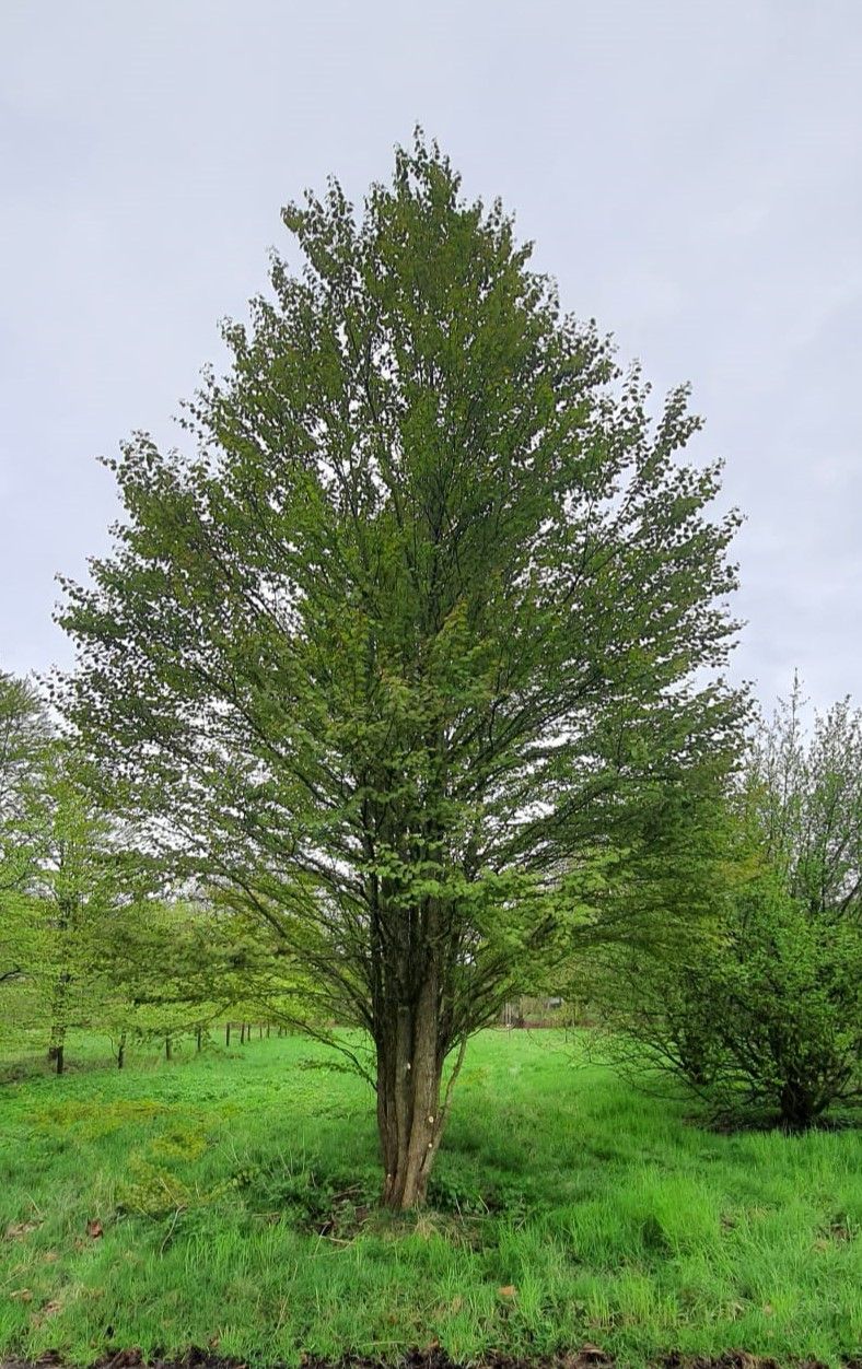 Jonge Katsuraboom | Meerstammig