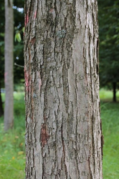 Volwassen Katsuraboom | Hoogstam