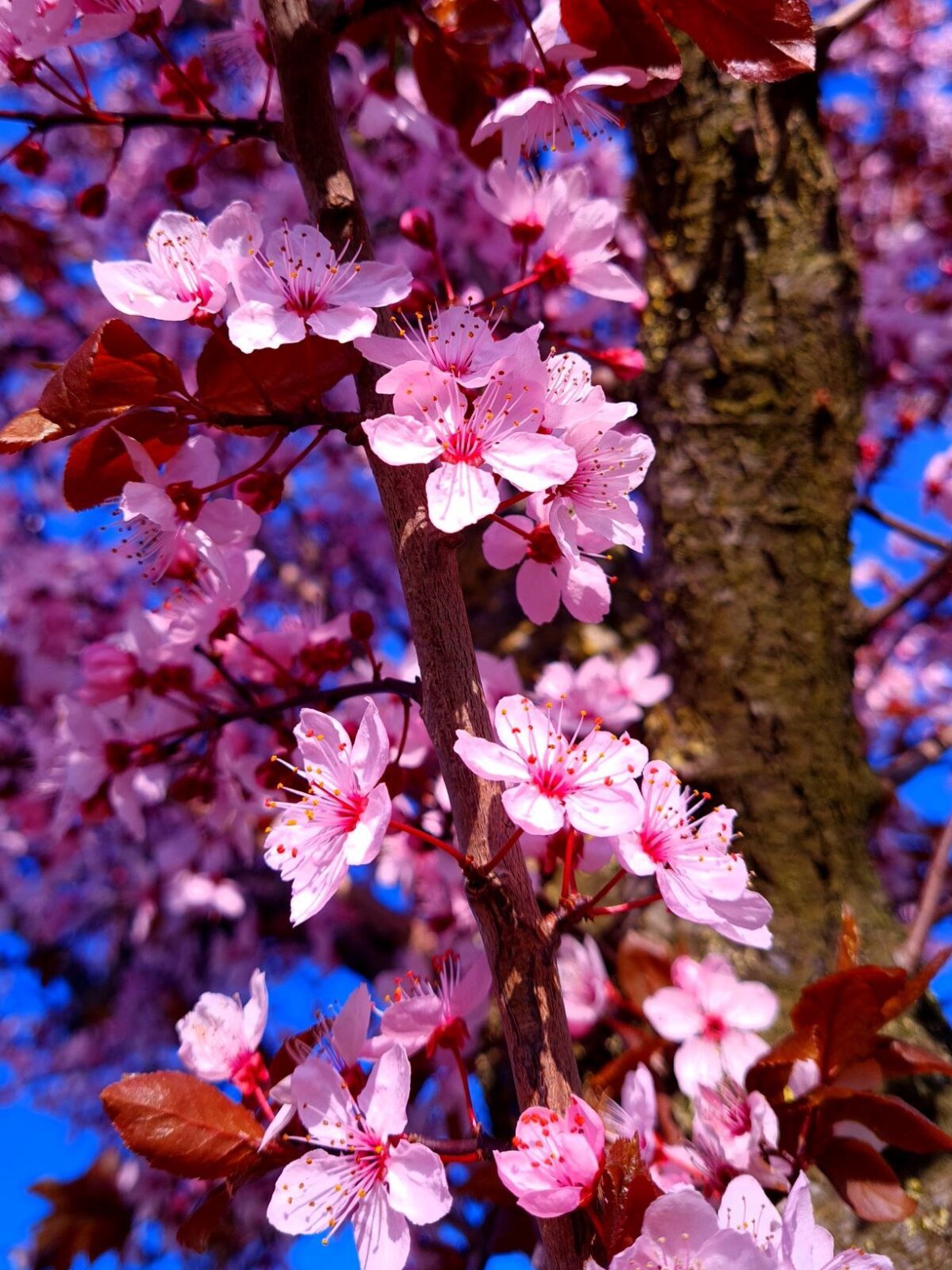 Jonge Kerspruim 'Pissardii' | Meerstammig