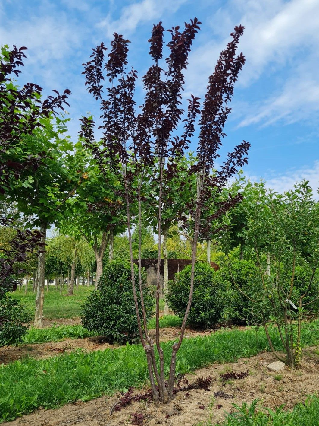 Jonge Kerspruim 'Pissardii' | Meerstammig