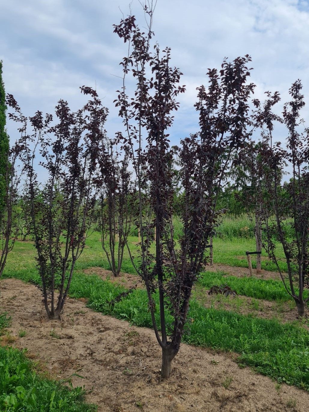 Jonge Kerspruim 'Pissardii' | Meerstammig