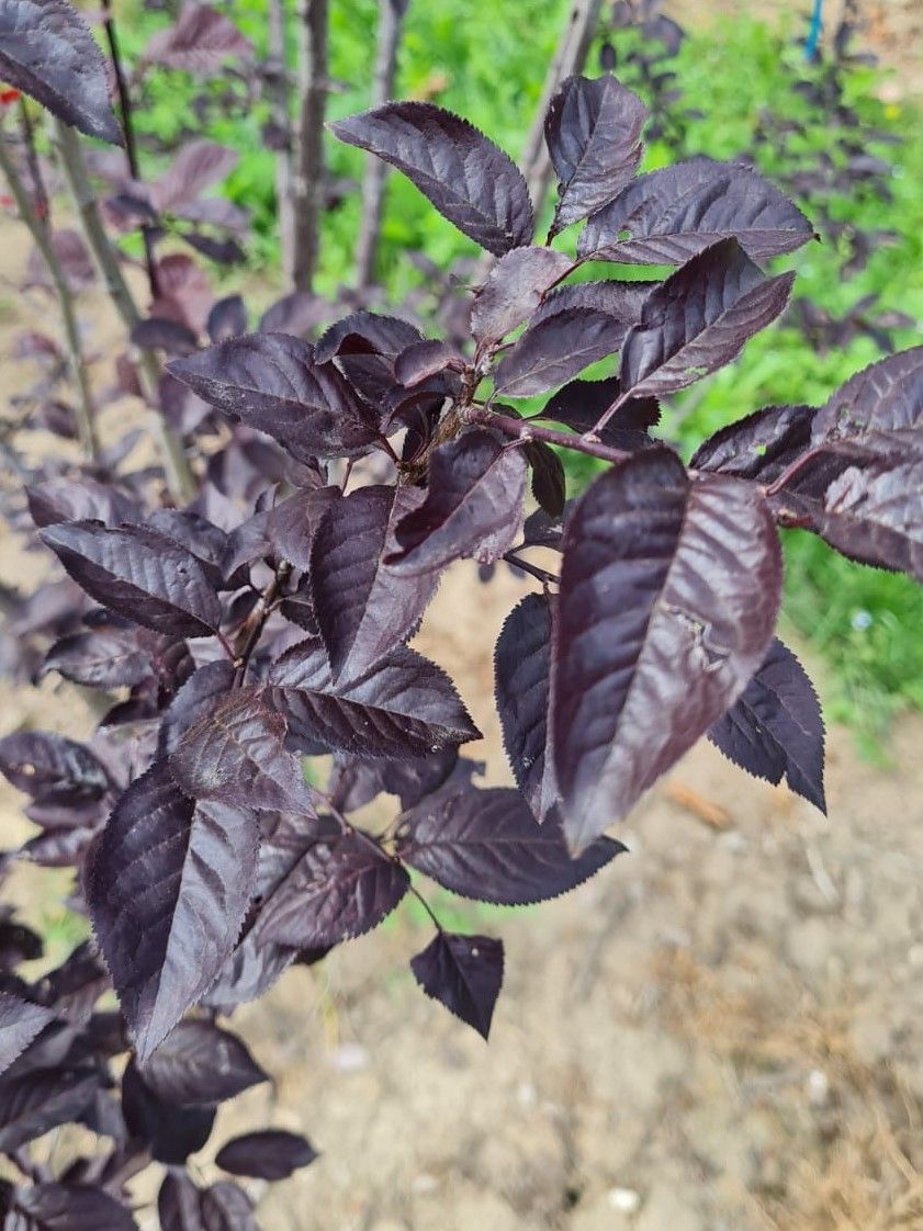 Jonge Kerspruim 'Pissardii' | Meerstammig