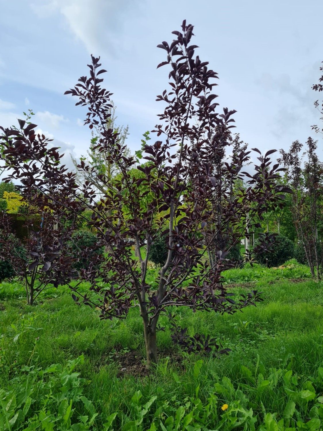 Jonge Rode vogelkers | Meerstammig