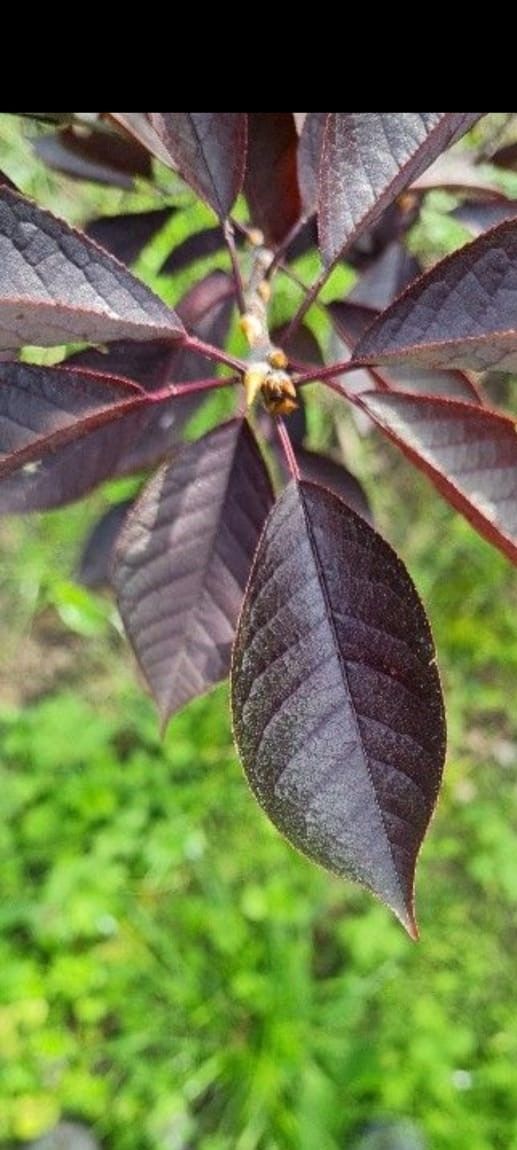 Jonge Rode vogelkers | Meerstammig