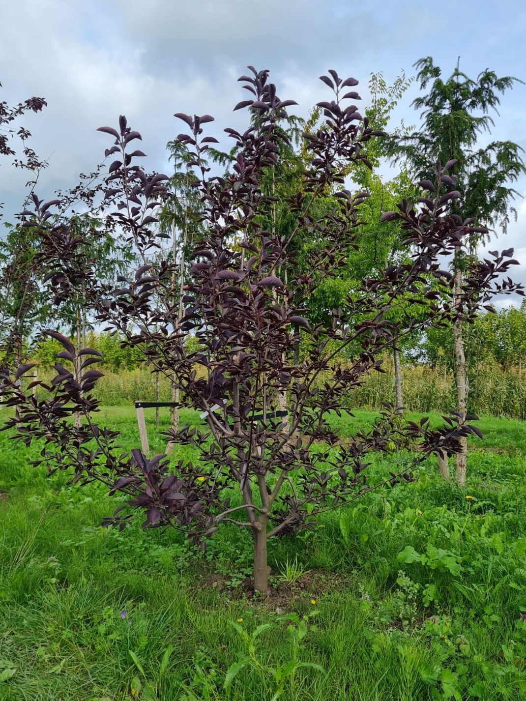 Jonge Rode vogelkers | Meerstammig