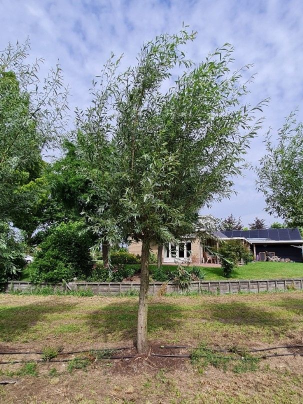 knotwilg Volwassen Knotwilg | Hoogstam