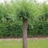 knotwilg Volwassen Knotwilg | Hoogstam