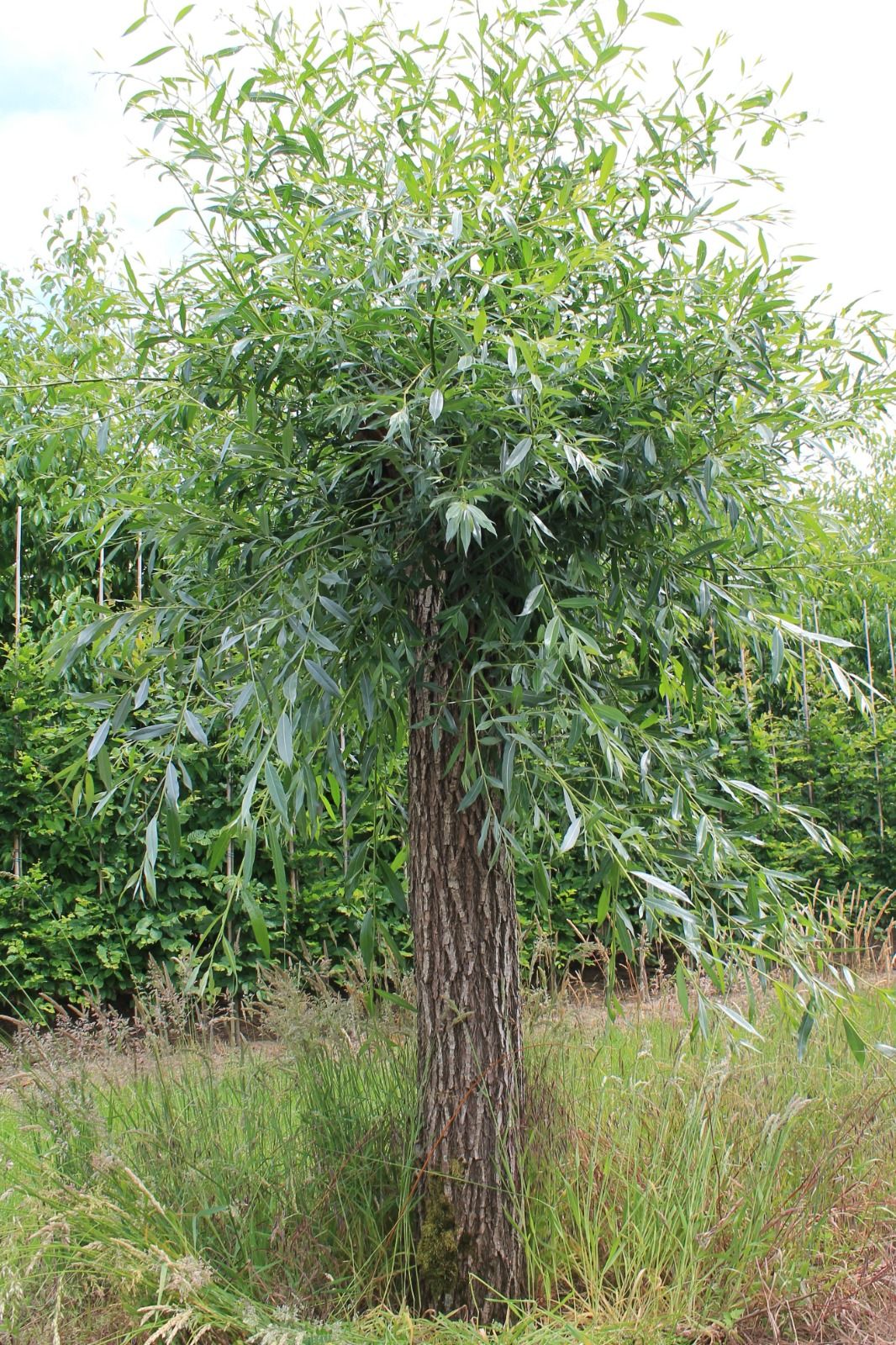 knotwilg Volwassen Knotwilg | Hoogstam