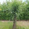 knotwilg Volwassen Knotwilg | Hoogstam