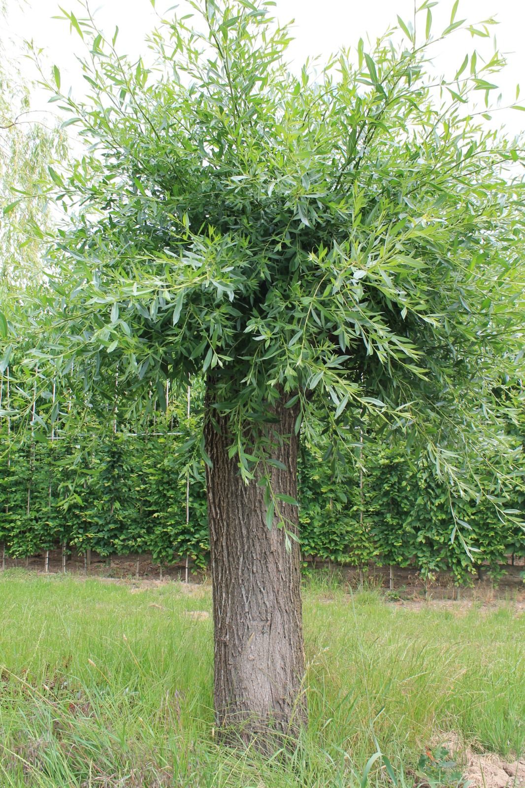 knotwilg Volwassen Knotwilg | Hoogstam