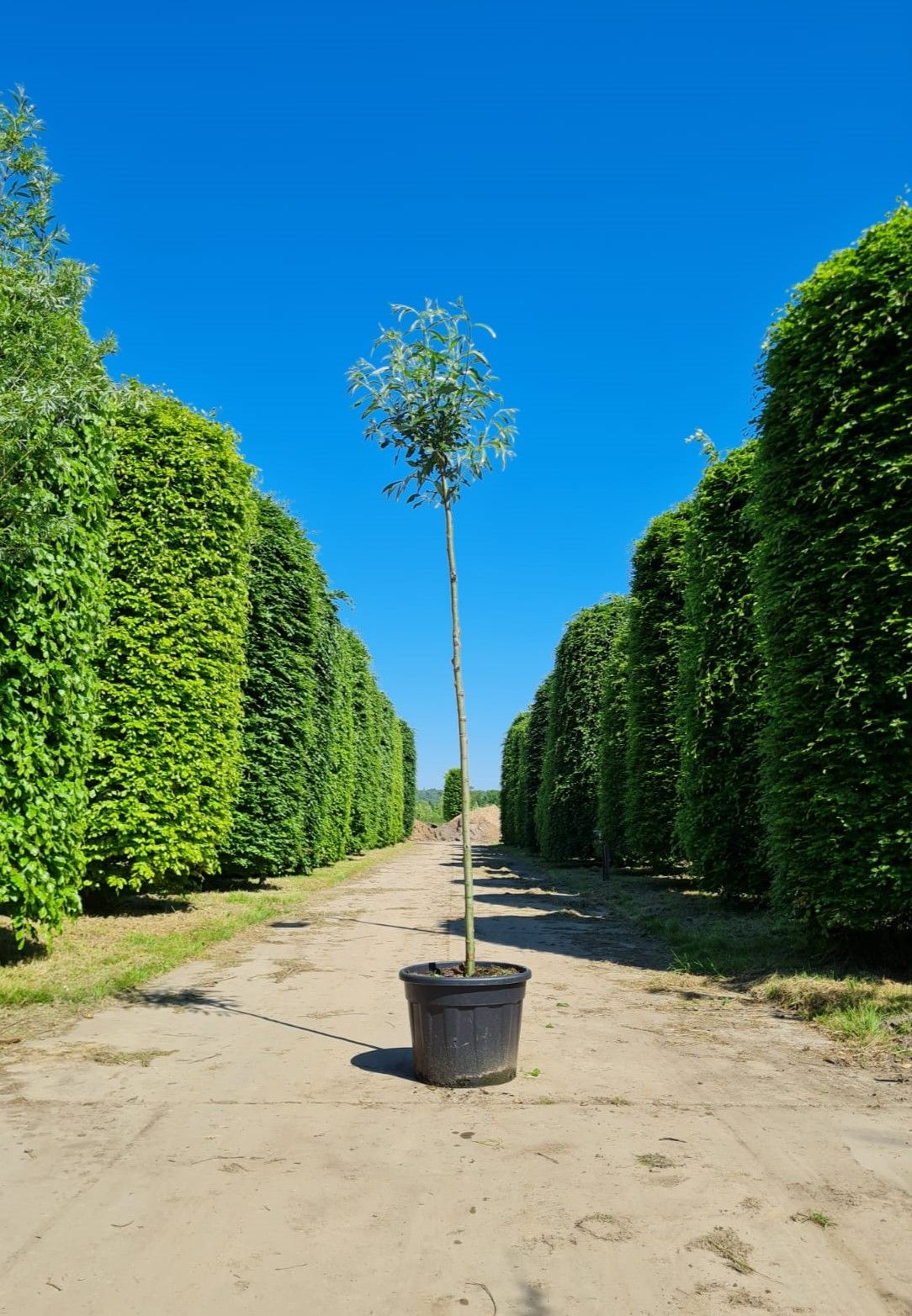 knotwilg Volwassen Knotwilg | Hoogstam