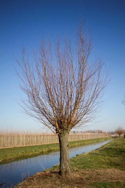 knotwilg Volwassen Knotwilg | Hoogstam