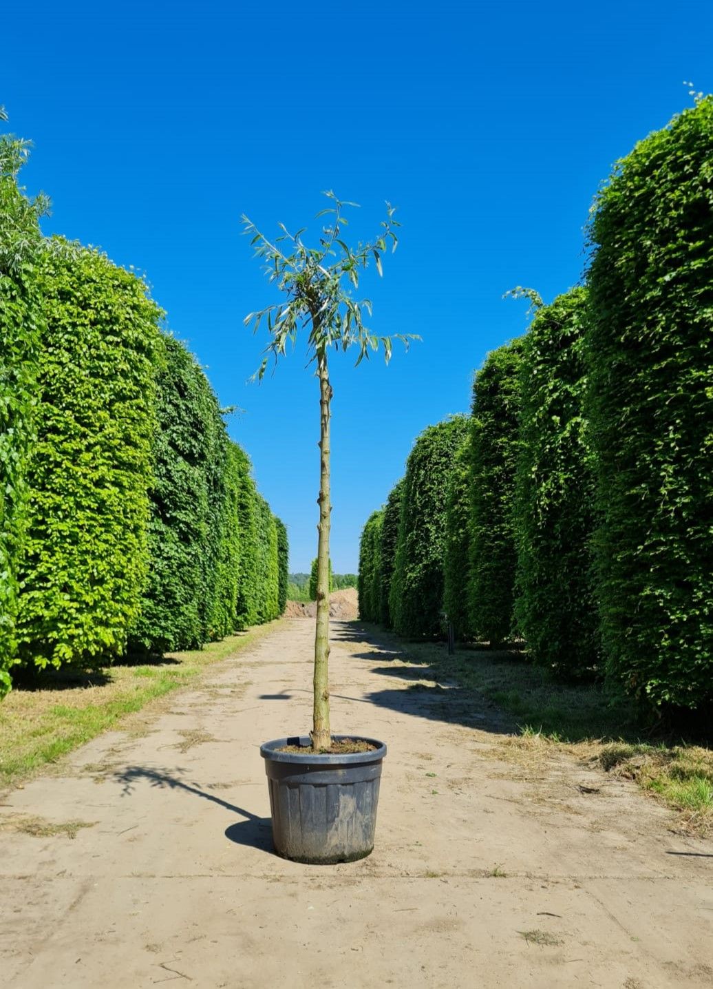 knotwilg Volwassen Knotwilg | Hoogstam