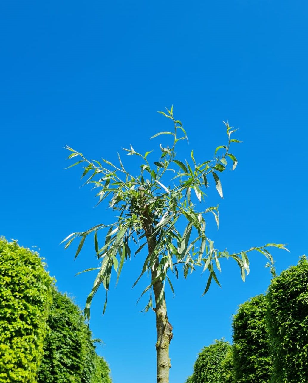 knotwilg Volwassen Knotwilg | Hoogstam