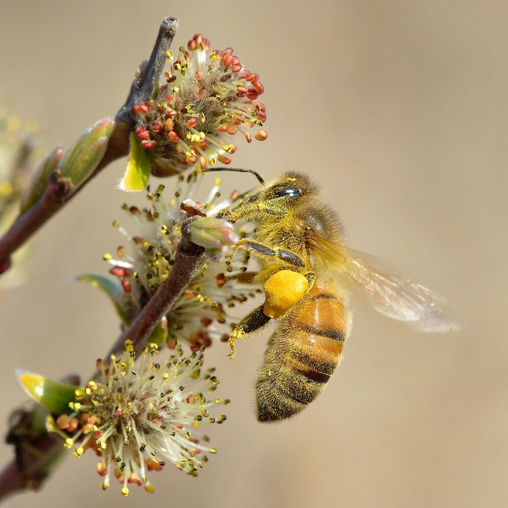 knotwilg Volwassen Knotwilg | Hoogstam