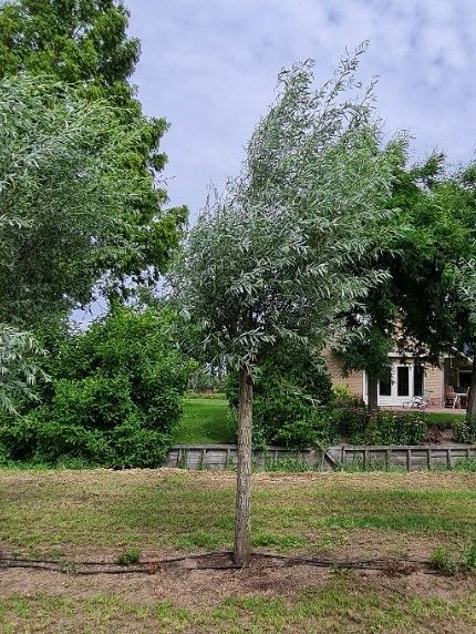 Jonge Knotwilg | Hoogstam