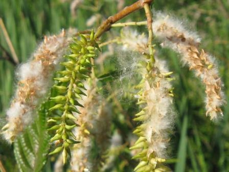 knotwilg Volwassen Knotwilg | Hoogstam