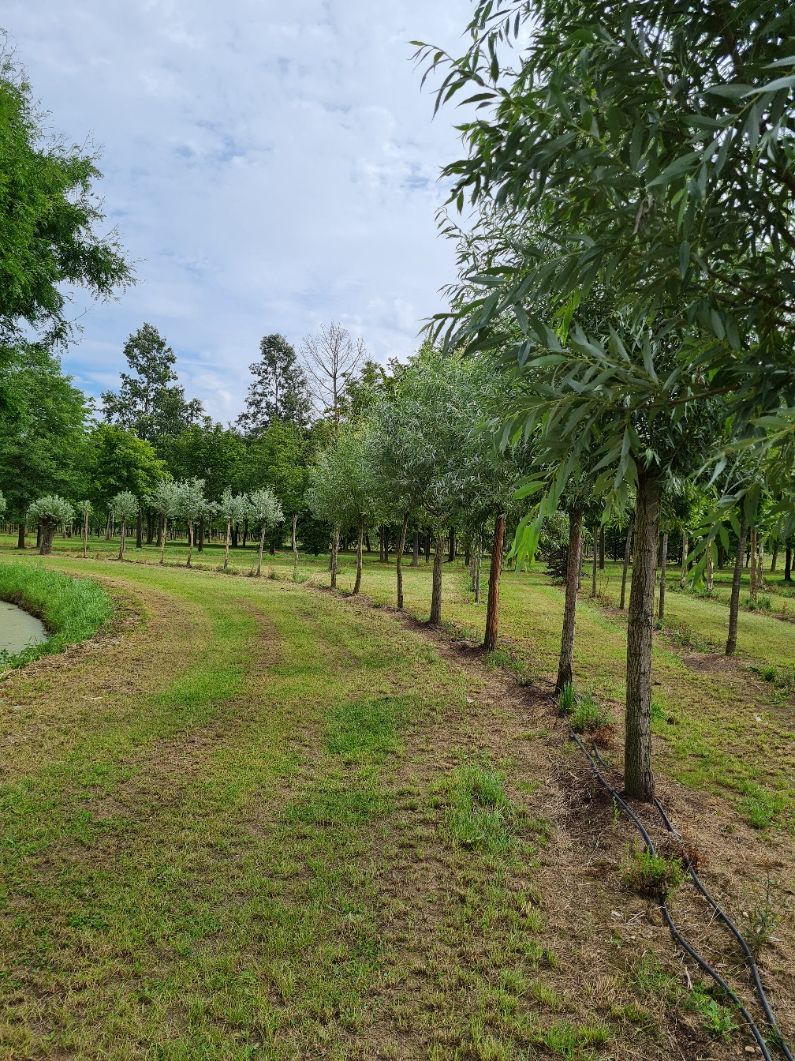 Jonge Knotwilg | Hoogstam