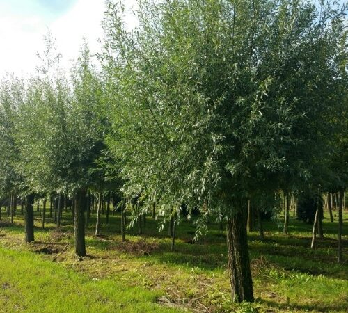 Volwassen Knotwilg | Hoogstam