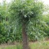Jonge Knotwilg | Hoogstam