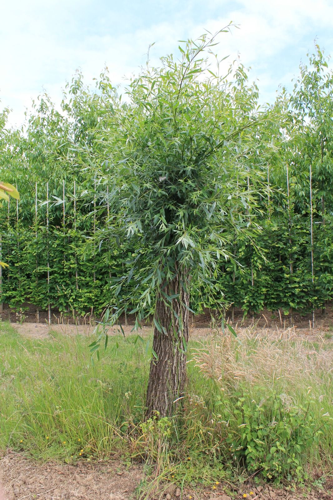 Jonge Knotwilg | Hoogstam