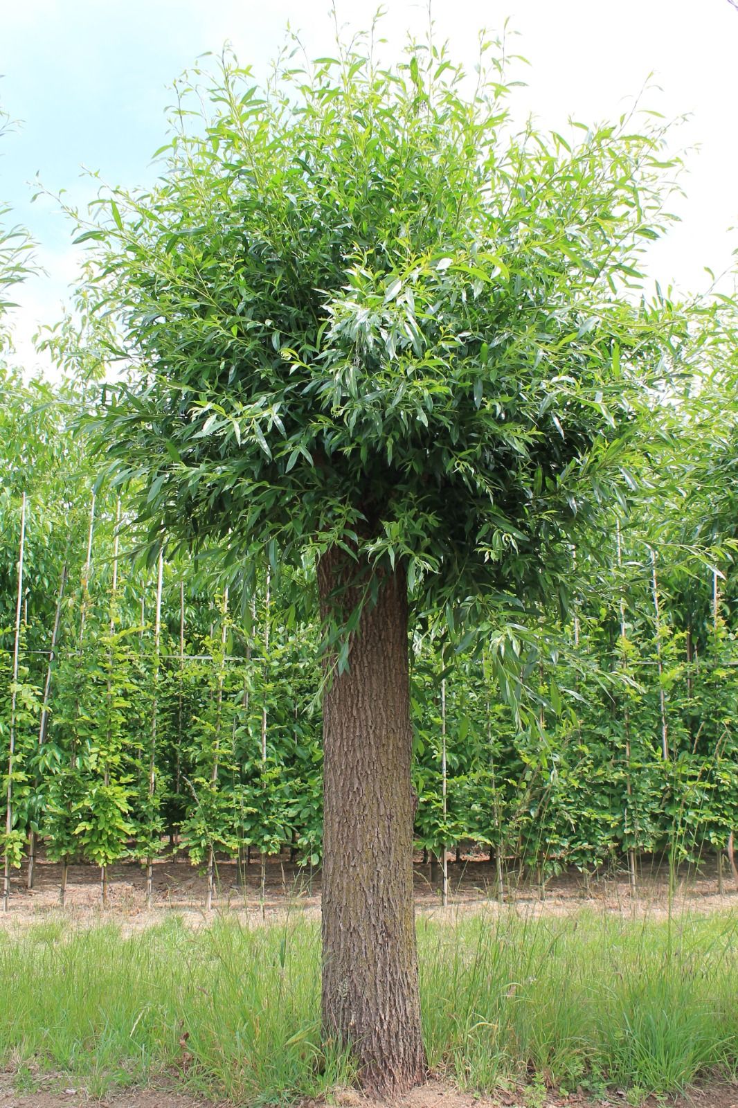 Jonge Knotwilg | Hoogstam