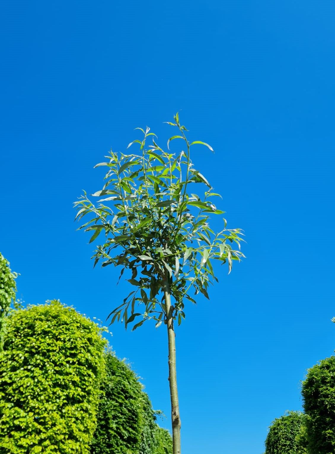 Jonge Knotwilg | Hoogstam