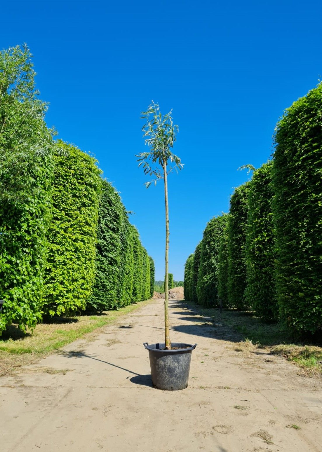 Jonge Knotwilg | Hoogstam