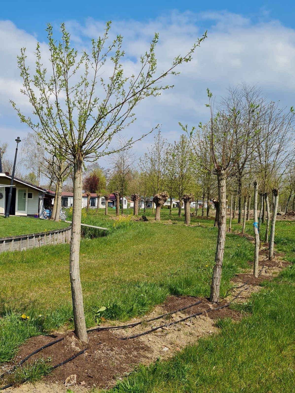 knotwilg Volwassen Knotwilg | Hoogstam