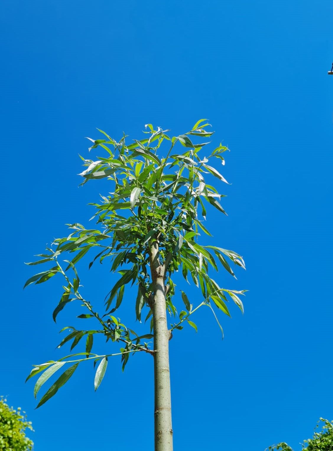 Jonge Knotwilg | Hoogstam