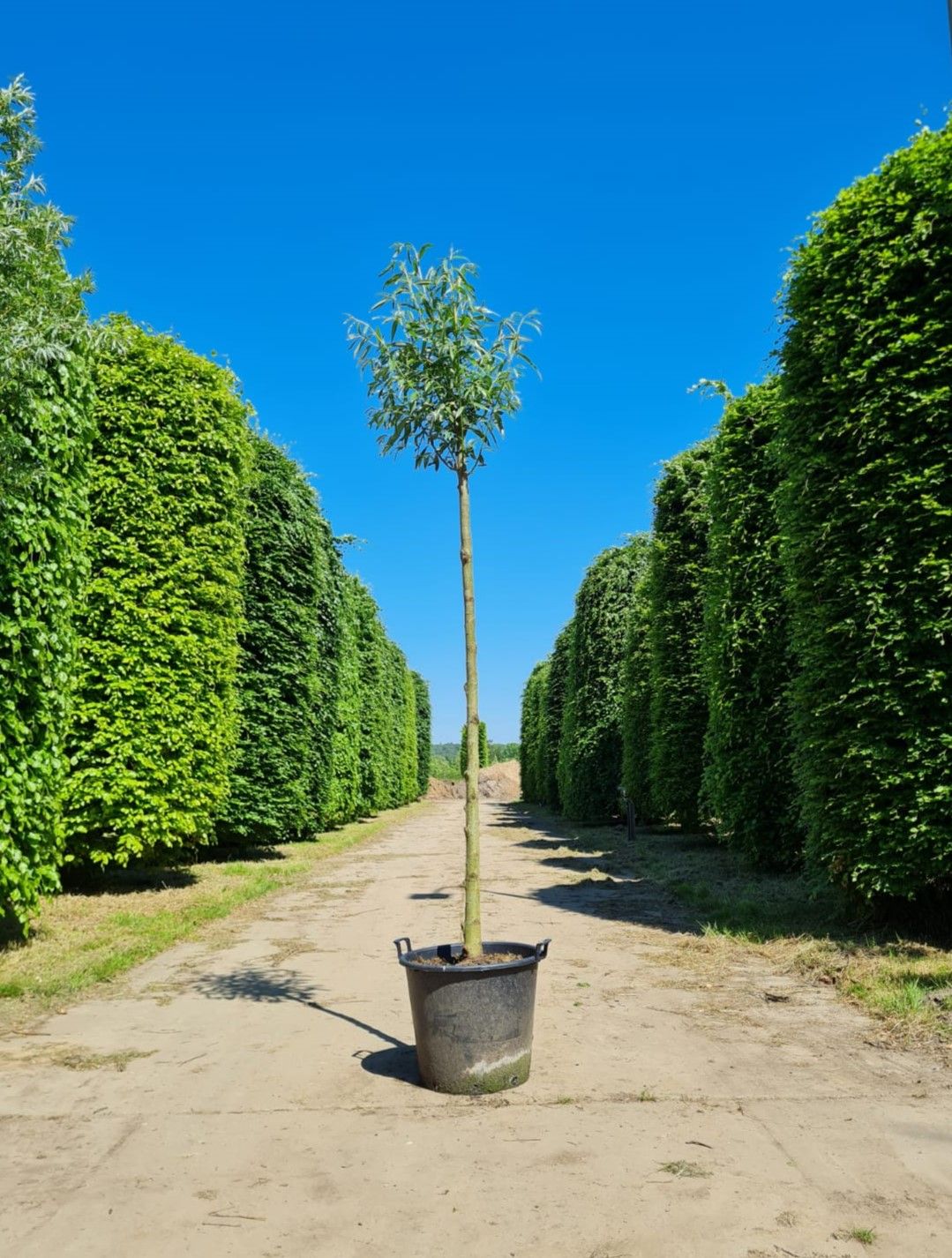 Jonge Knotwilg | Hoogstam