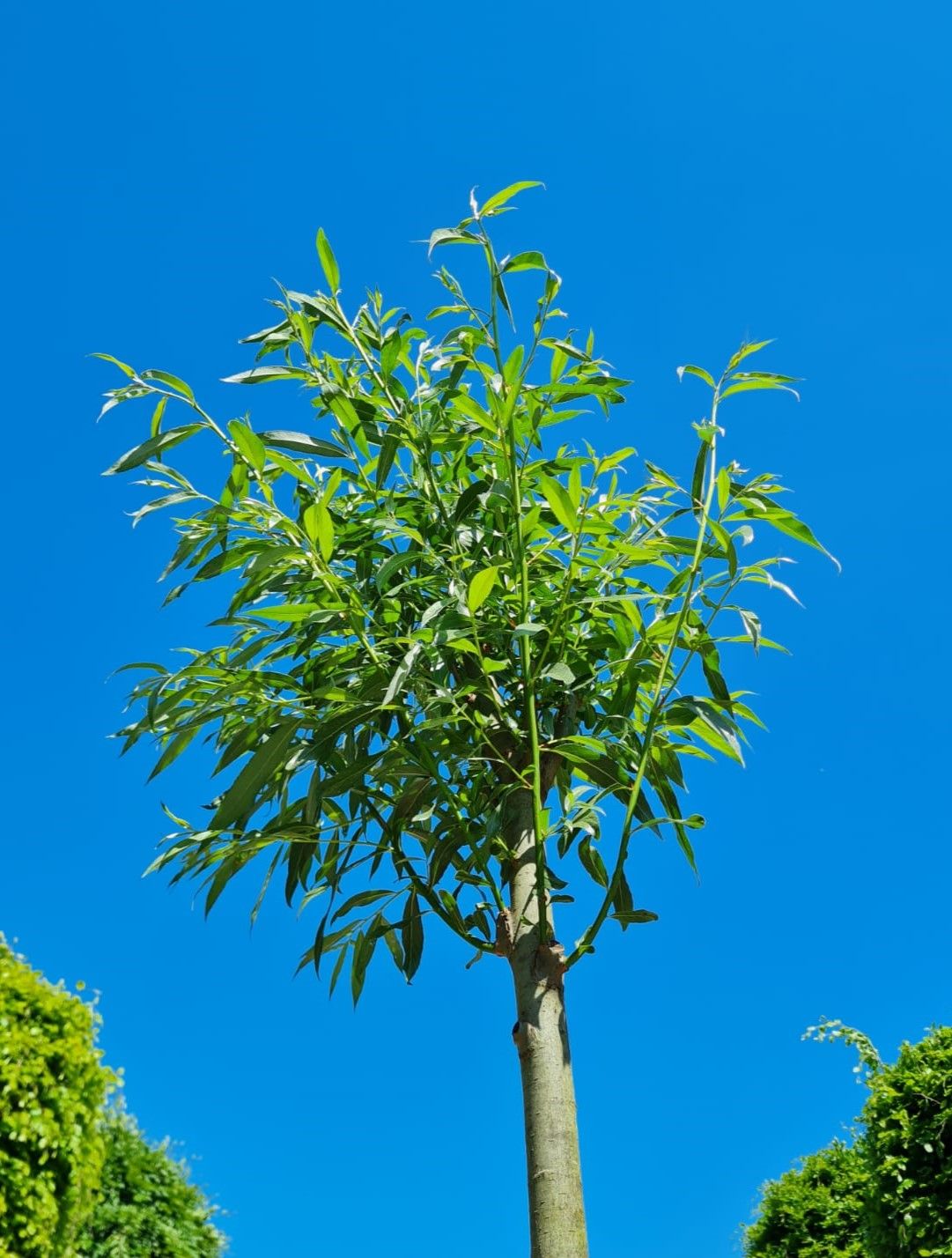 Jonge Knotwilg | Hoogstam