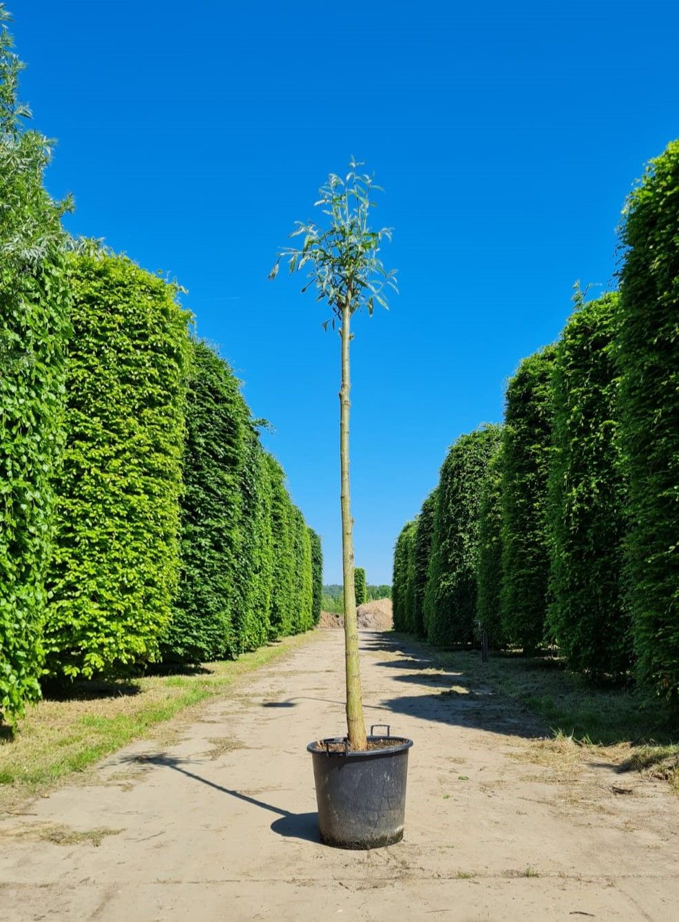 Jonge Knotwilg | Hoogstam