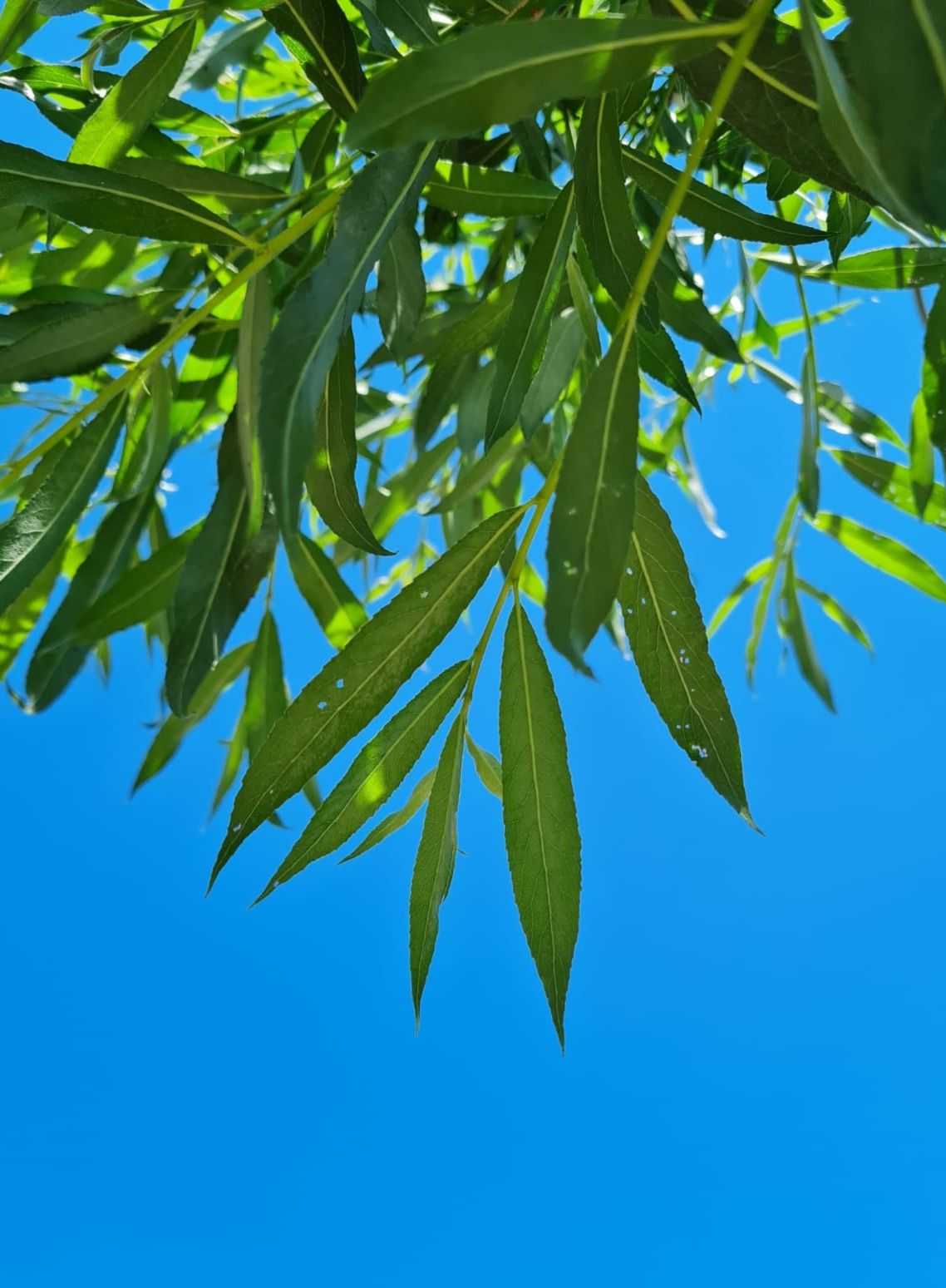 Jonge Knotwilg | Hoogstam