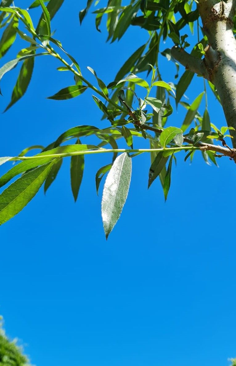 Jonge Knotwilg | Hoogstam