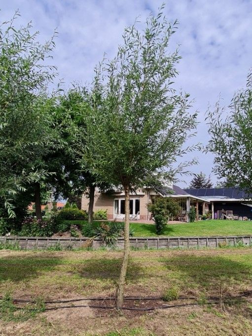 knotwilg Volwassen Knotwilg | Hoogstam