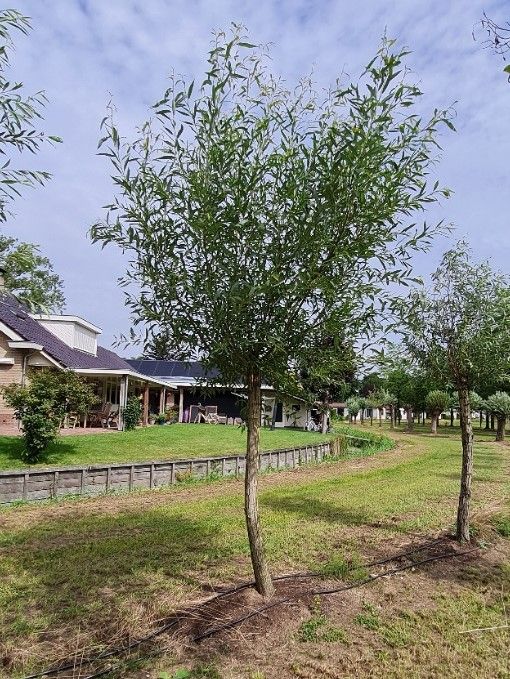 knotwilg Volwassen Knotwilg | Hoogstam