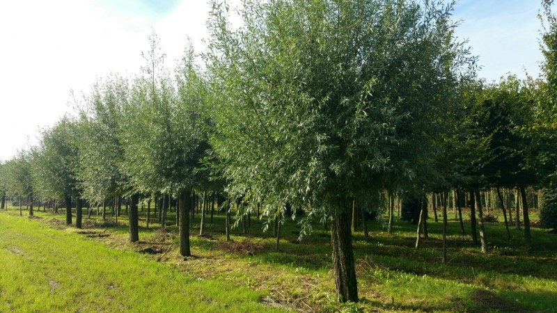 knotwilg Volwassen Knotwilg | Hoogstam