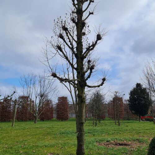 Volwassen Koningslinde | Kandelabervorm