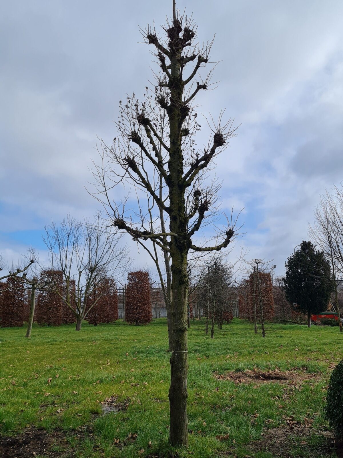 Koningslinde | Kandelabervorm