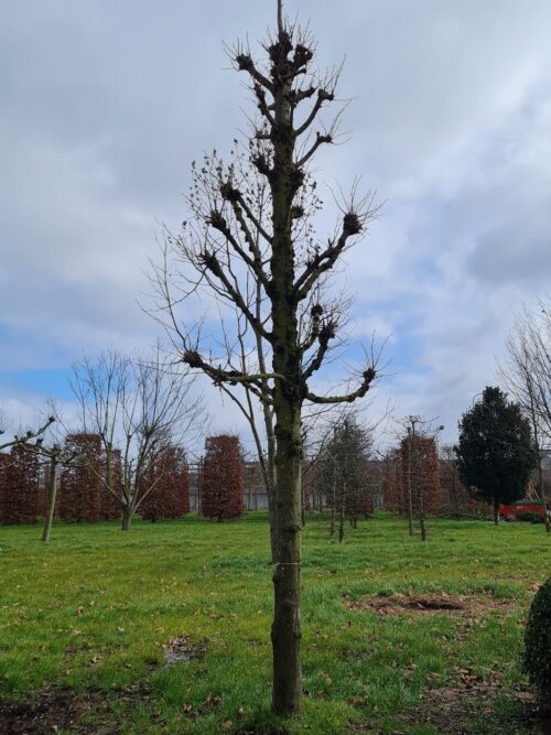 Koningslinde | Kandelabervorm