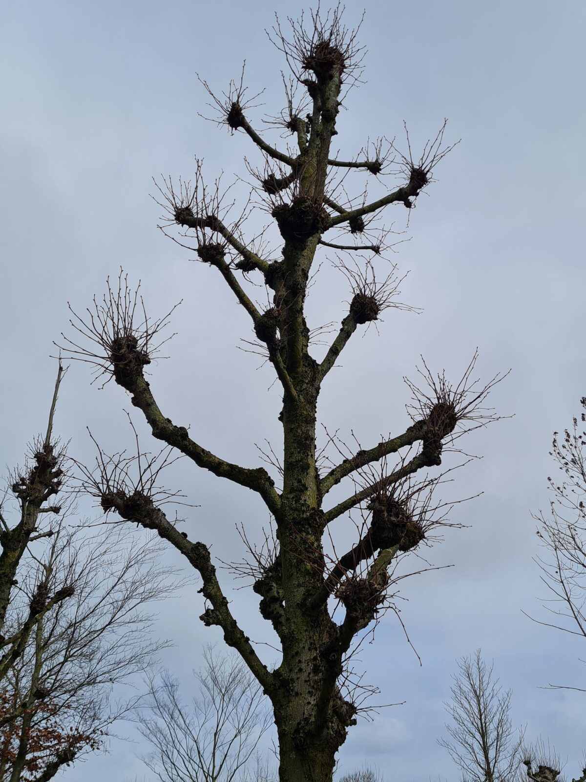 Volwassen Koningslinde | Kandelabervorm