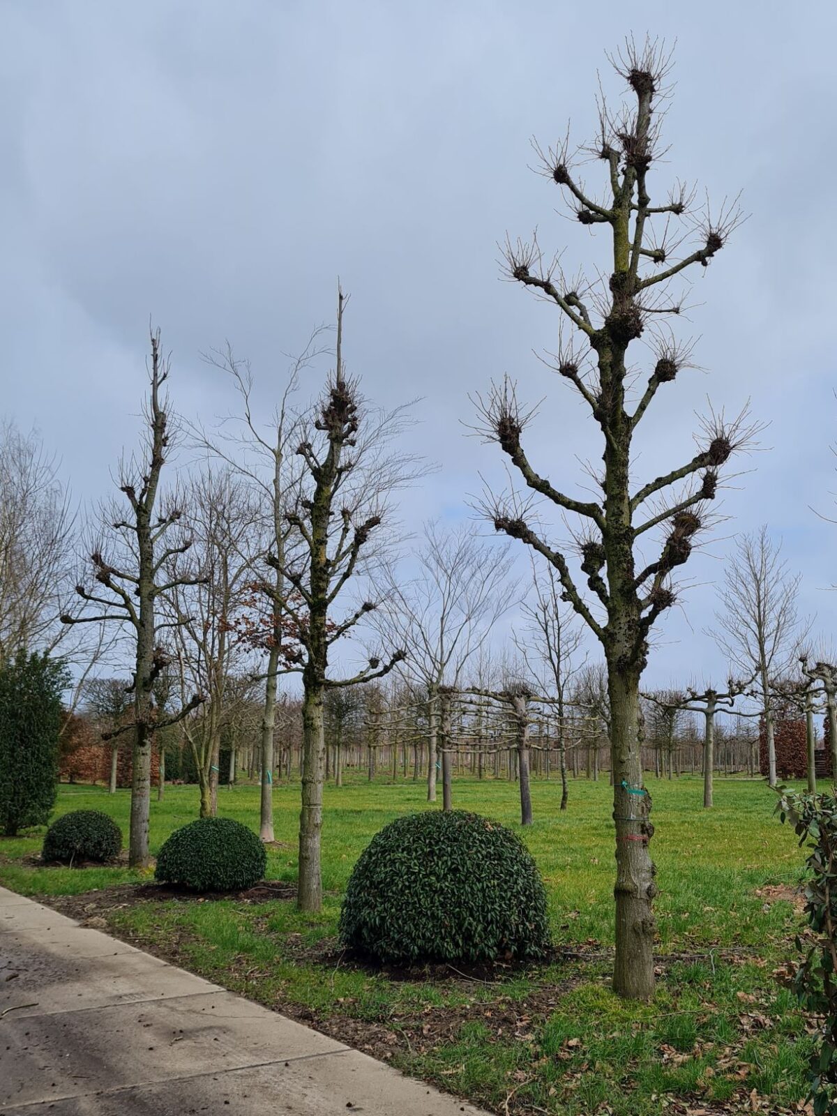 Volwassen Koningslinde | Kandelabervorm