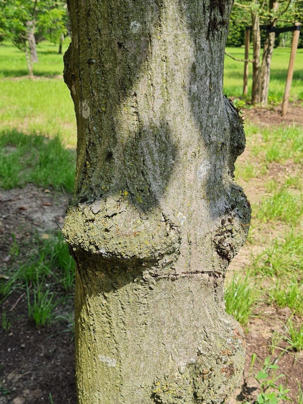 Volwassen Koningslinde | Kandelabervorm