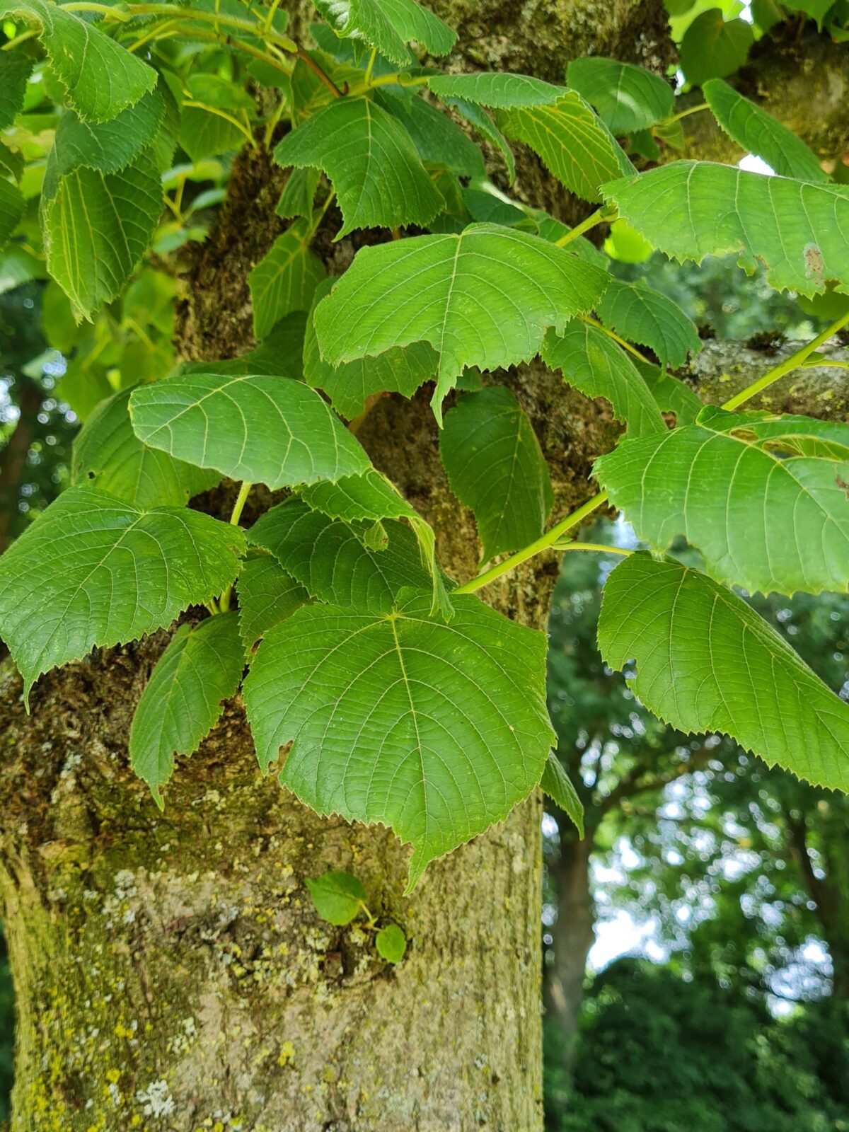 Volwassen Koningslinde | Kandelabervorm