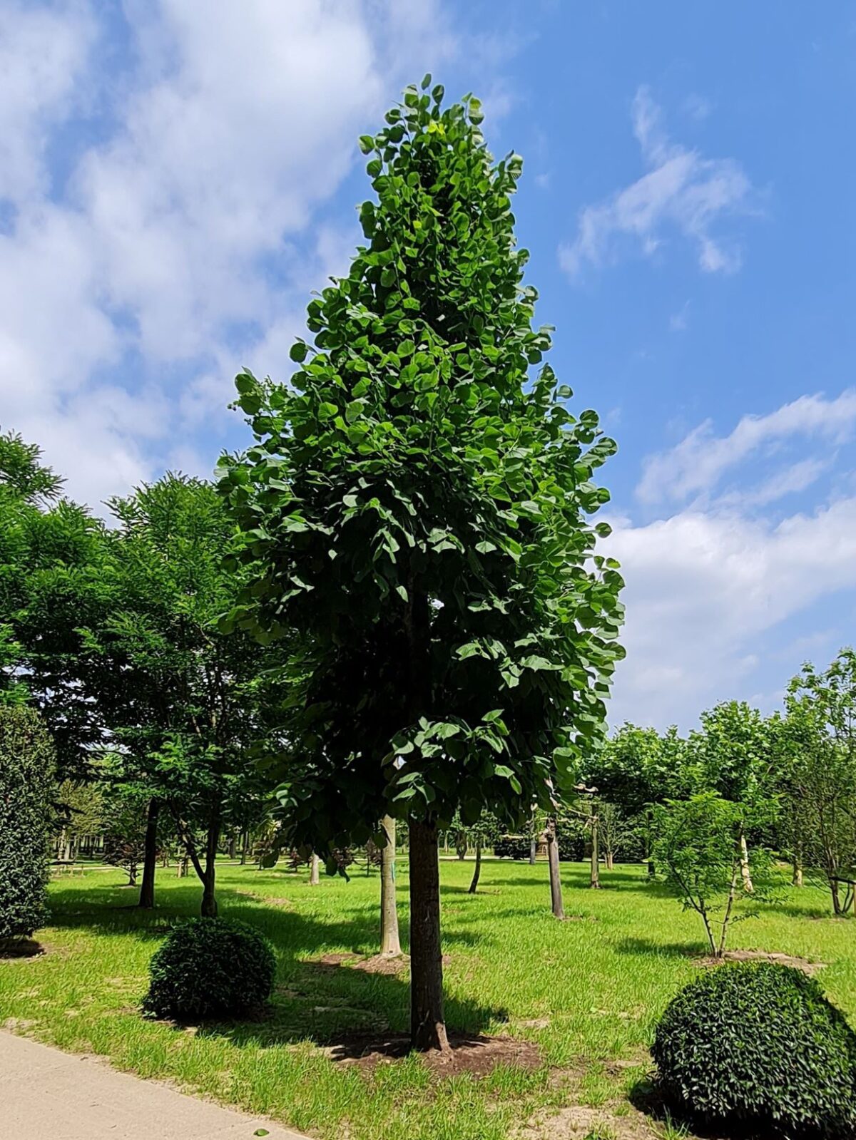 Volwassen Koningslinde | Kandelabervorm