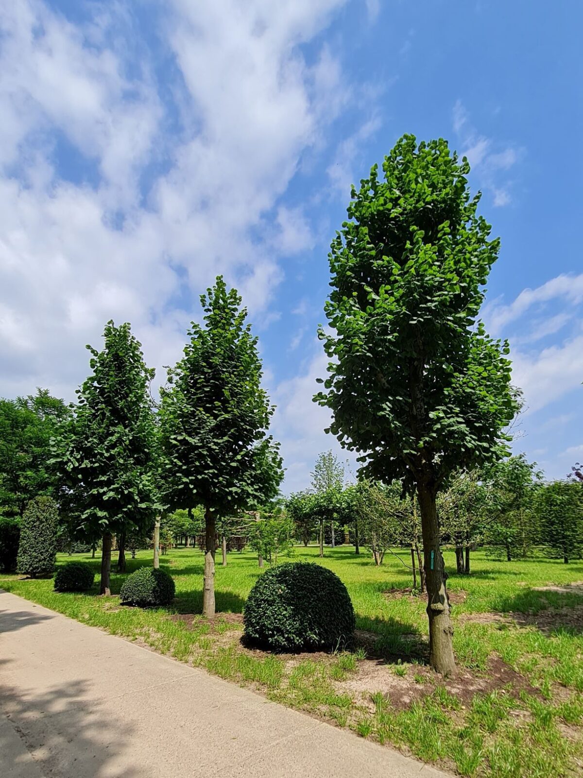 Volwassen Koningslinde | Kandelabervorm