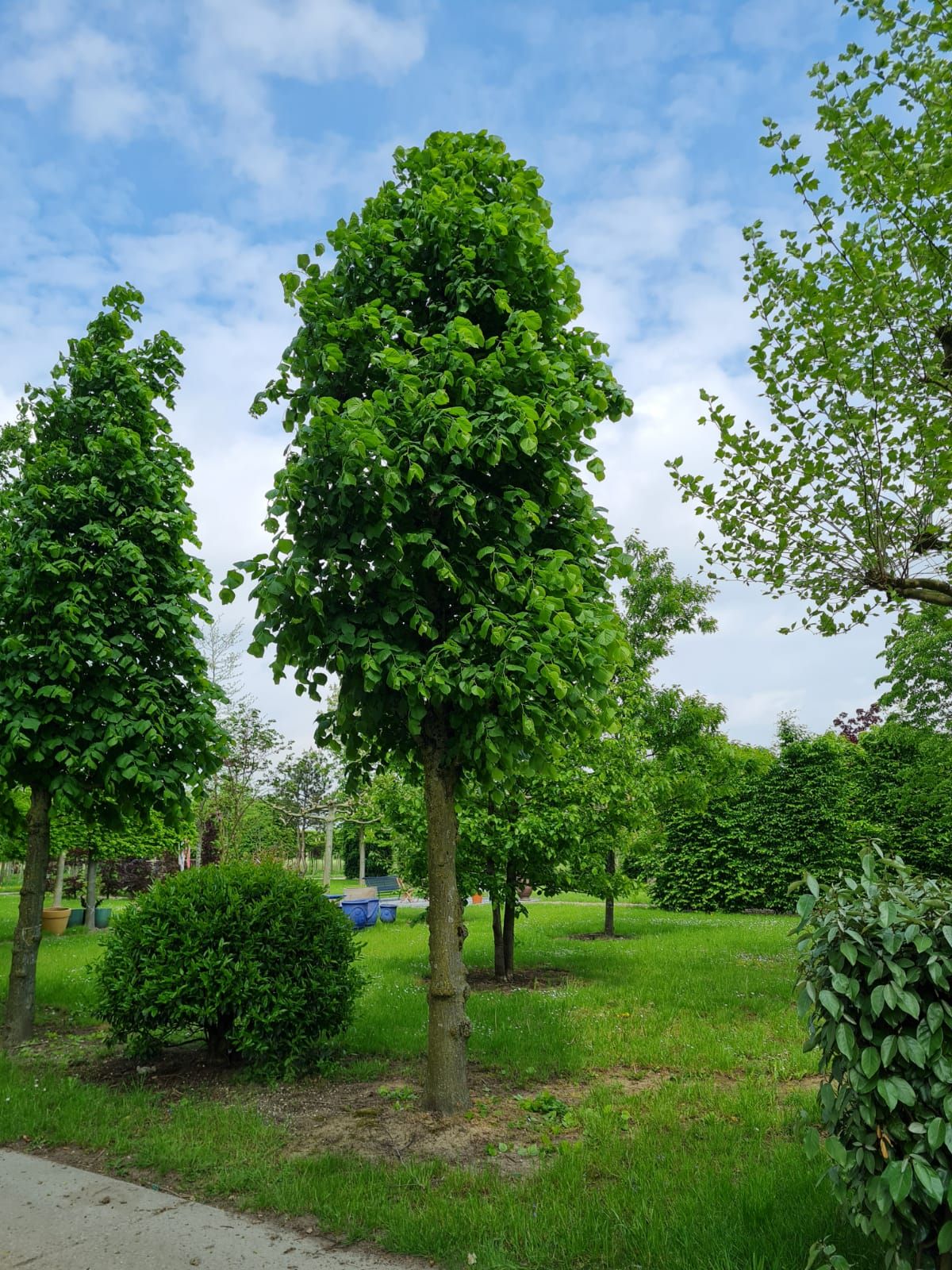 Volwassen Koningslinde | Kandelabervorm